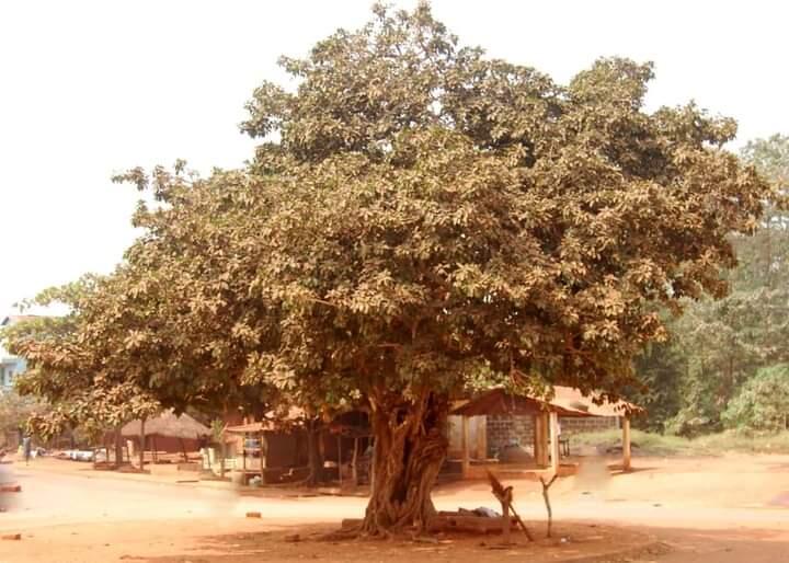 égi àbà ìta ikpobɛ́ égi àbà ìta ikpobɛ́