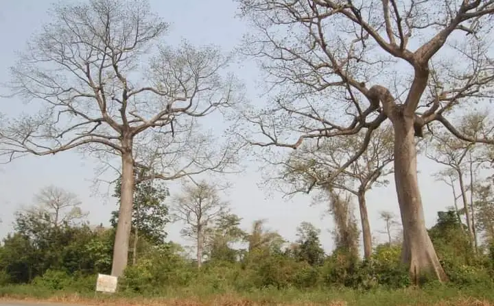 La forêt sacrée du village d'Issaba