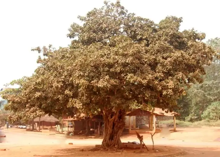 arbre palabre de ita pobe